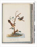 Page 72. 1. Spotted Pardalote. Pipra punctata 2. Unidentified bird. Muscicapa rufifrom by Unknown artist