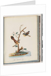 Page 72. 1. Spotted Pardalote. Pipra punctata 2. Unidentified bird. Muscicapa rufifrom by Unknown artist