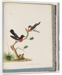 Page 73. Scarlet Robins. Muscicapa Crythrogastra by Unknown artist