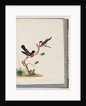 Page 73. Scarlet Robins. Muscicapa Crythrogastra by Unknown artist