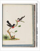 Page 73. Scarlet Robins. Muscicapa Crythrogastra by Unknown artist