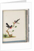 Page 73. Scarlet Robins. Muscicapa Crythrogastra by Unknown artist