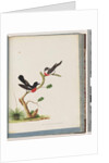 Page 73. Scarlet Robins. Muscicapa Crythrogastra by Unknown artist