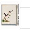 Page 73. Scarlet Robins. Muscicapa Crythrogastra by Unknown artist