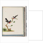Page 73. Scarlet Robins. Muscicapa Crythrogastra by Unknown artist