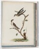 Page 74. Unidentified birds. Hirundo caudacuta by Unknown artist