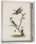 Page 74. Unidentified birds. Hirundo caudacuta by Unknown artist