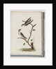 Page 74. Unidentified birds. Hirundo caudacuta by Unknown artist