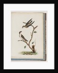 Page 74. Unidentified birds. Hirundo caudacuta by Unknown artist