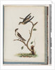 Page 74. Unidentified birds. Hirundo caudacuta by Unknown artist