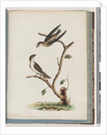 Page 74. Unidentified birds. Hirundo caudacuta by Unknown artist