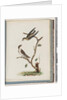 Page 74. Unidentified birds. Hirundo caudacuta by Unknown artist