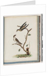 Page 74. Unidentified birds. Hirundo caudacuta by Unknown artist