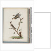 Page 74. Unidentified birds. Hirundo caudacuta by Unknown artist