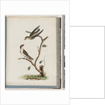 Page 74. Unidentified birds. Hirundo caudacuta by Unknown artist