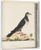 Page 77. Unidentified bird by Unknown artist