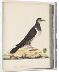 Page 77. Unidentified bird by Unknown artist
