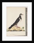 Page 77. Unidentified bird by Unknown artist