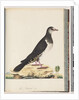 Page 77. Unidentified bird by Unknown artist