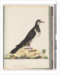 Page 77. Unidentified bird by Unknown artist