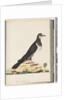 Page 77. Unidentified bird by Unknown artist