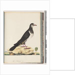 Page 77. Unidentified bird by Unknown artist