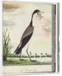Page 80. Masked Lapwing or Spur, winged Plover by Unknown artist