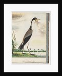 Page 80. Masked Lapwing or Spur, winged Plover by Unknown artist