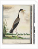Page 80. Masked Lapwing or Spur, winged Plover by Unknown artist
