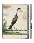 Page 80. Masked Lapwing or Spur, winged Plover by Unknown artist
