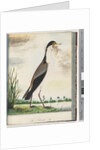 Page 80. Masked Lapwing or Spur, winged Plover by Unknown artist