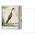 Page 80. Masked Lapwing or Spur, winged Plover by Unknown artist