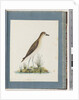 Page 82. Golden Plover by Unknown artist