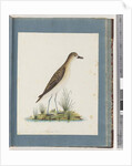 Page 82. Golden Plover by Unknown artist