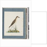 Page 82. Golden Plover by Unknown artist