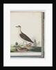 Page 83. Female Golden Plover by Unknown artist