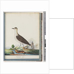 Page 83. Female Golden Plover by Unknown artist