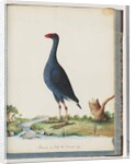 Page 84. Purple Swamphen. Purple Gallinule by Unknown artist