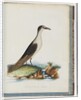 Page 85. Sooty Tern. Sterna novae Hollandae. New Holland Tern by Unknown artist