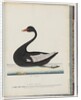Page 86. Black Swan. The Female anas atrata by Unknown artist