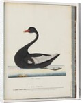 Page 86. Black Swan. The Female anas atrata by Unknown artist