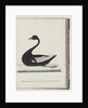 Page 86. Black Swan. The Female anas atrata by Unknown artist