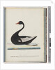 Page 86. Black Swan. The Female anas atrata by Unknown artist