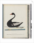 Page 86. Black Swan. The Female anas atrata by Unknown artist