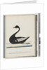 Page 86. Black Swan. The Female anas atrata by Unknown artist