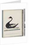 Page 86. Black Swan. The Female anas atrata by Unknown artist