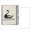 Page 86. Black Swan. The Female anas atrata by Unknown artist