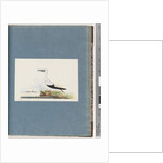 Page 91. Unidentified bird. Pel. borssanus by Unknown artist