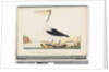 Page 92. Australian Pelican by Unknown artist