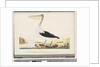 Page 92. Australian Pelican by Unknown artist